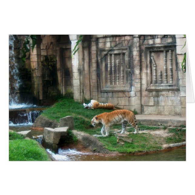 Tigers Den Hälsningskort (Framsidan Horizontal)