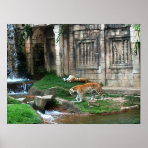 Tiger's Den Poster