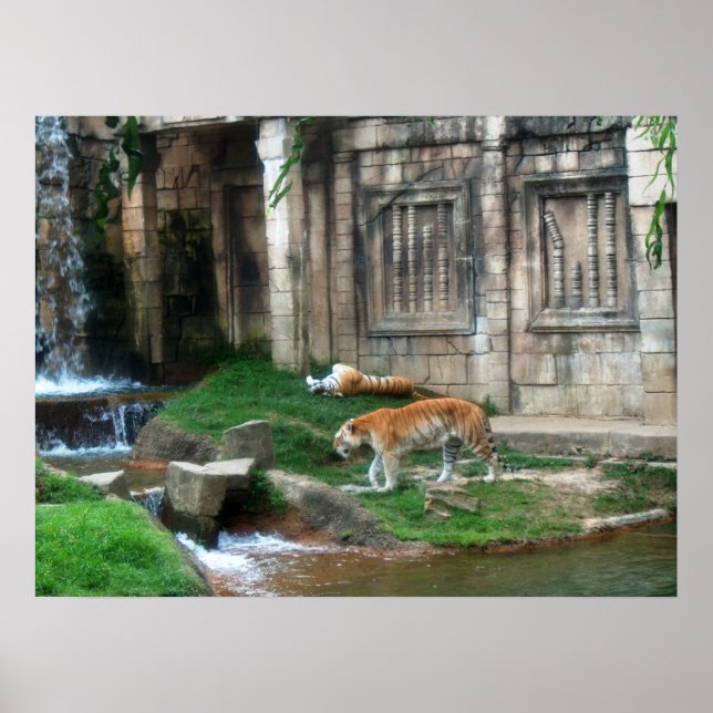 Tigers Den Poster (Framsidan)