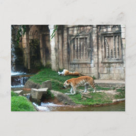Tigers Den Vykort