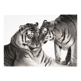 Tigers - Hand-Payed Wildlife Porträtt Fototryck