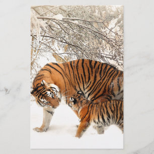 Tigers i snö