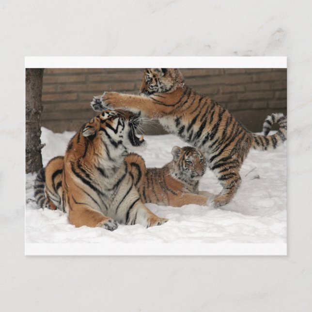 Tigers i snö vykort (Framsida)