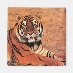 Tigers i Vildens foton på kort, Tees, presenter Magnet