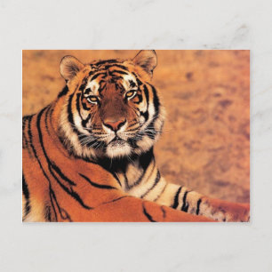 Tigers in Vild Photos on Cards, Tees, Gifts Vykort