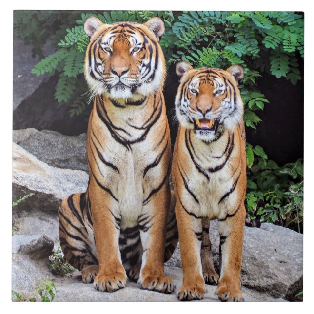 Tigers, male and female, kakelplatta (Framsidan)