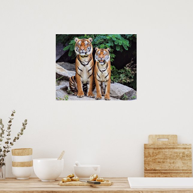 Tigers, male and female, poster (Kök)