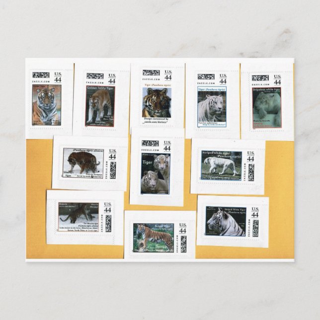 Tigers of all 4 färg vykort (Framsida)