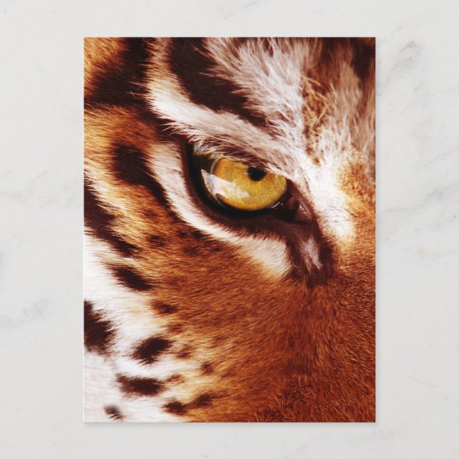 Tiger's Öga-foto Vykort (Framsida)