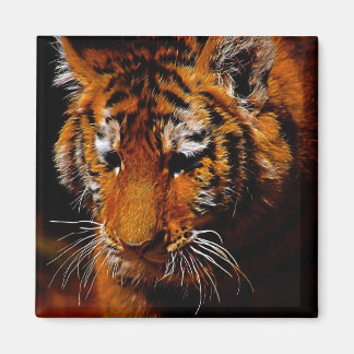 Tigers öga magnet