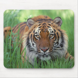 Tigers Öga Musmatta