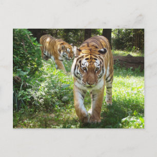Tigers on the Prowl Vykort