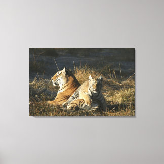 Tigers (Panthera tigris) unge ljugande på hans Canvastryck