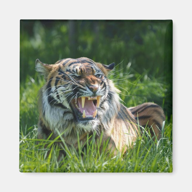 Tigers Roar Magnet (Framsidan)