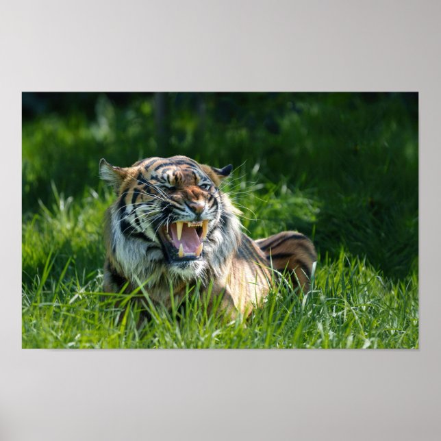 Tigers Roar Poster (Framsidan)