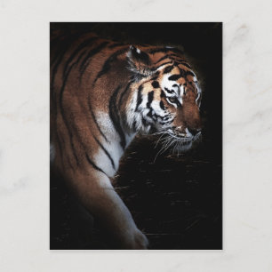Tigers-sökning Vykort