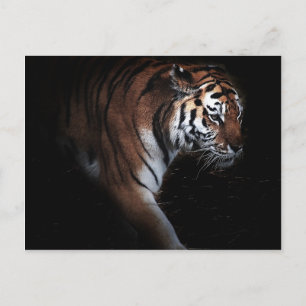 Tigers-sökning Vykort