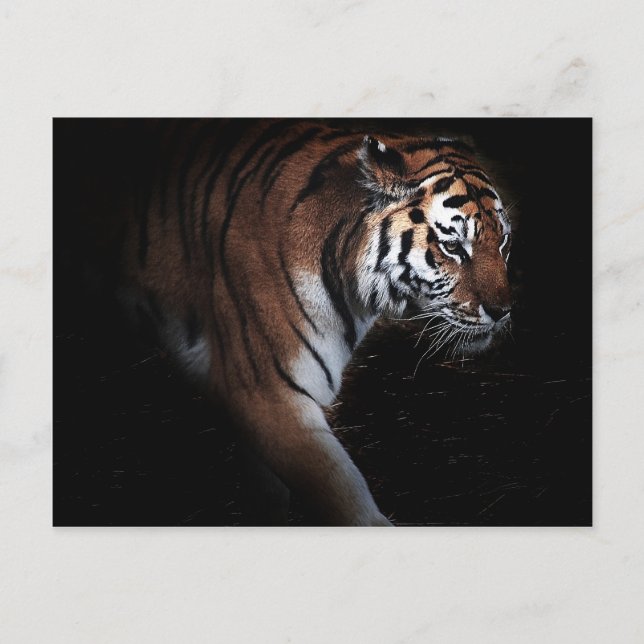 Tigers-sökning Vykort (Framsida)