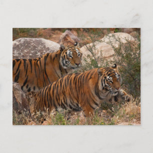 Tigers Two Walking Vykort