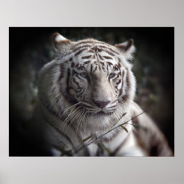 Tigers vaksamma Öga Poster