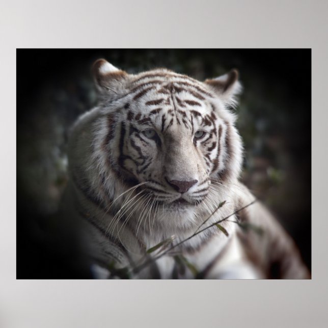 Tigers vaksamma Öga Poster (Framsidan)