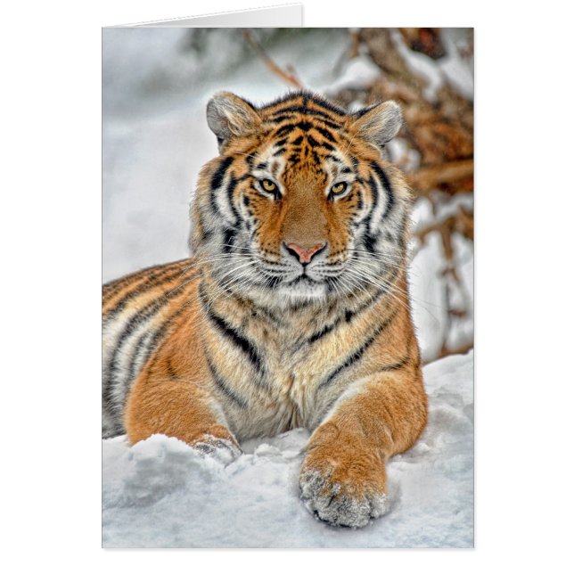 Tigersnöporträtt Hälsningskort (Framsidan)