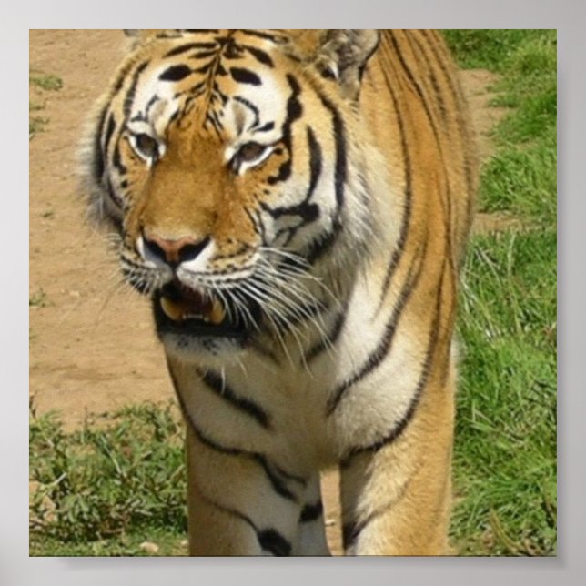 Tigerstolpe Poster (Framsidan)