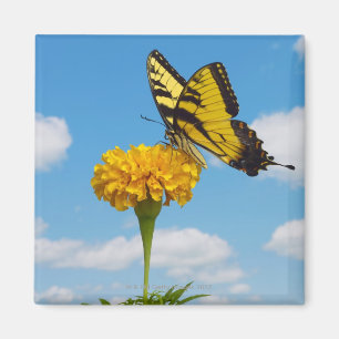 TigerSwallowtail fjäril på en blomma Magnet