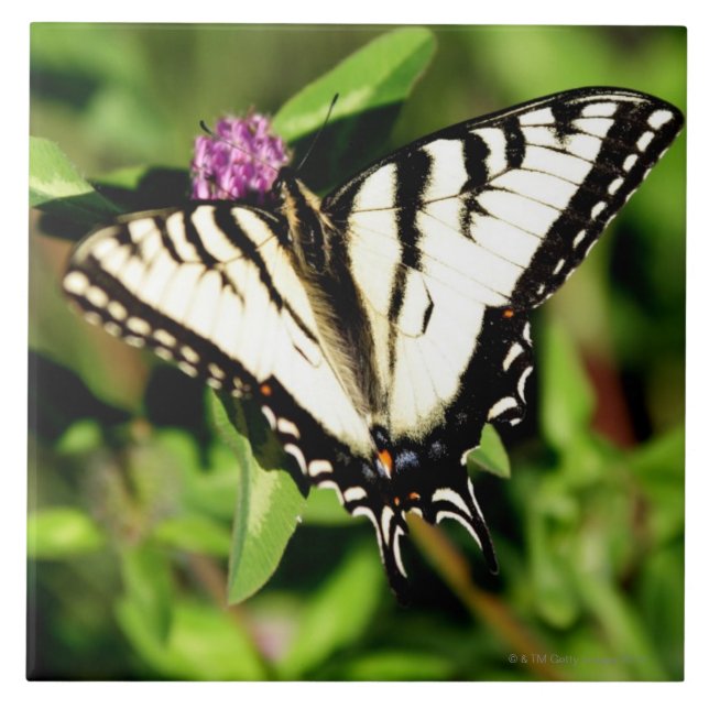 TigerSwallowtail fjäril. Papilio glacus. Kakelplatta (Framsidan)