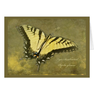 TigerSwallowtail fjäril - Papilio glaucus Hälsningskort