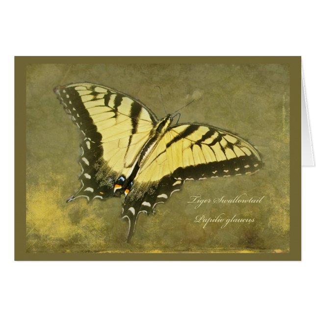 TigerSwallowtail fjäril - Papilio glaucus Hälsningskort (Framsidan Horizontal)