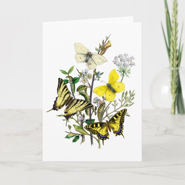 TigerSwallowtail fjärilar Kort (Framsida)