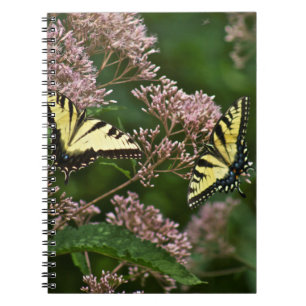 TigerSwallowtail fjärilar på det Joe Pye ogräse Anteckningsbok