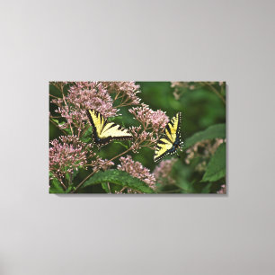 TigerSwallowtail fjärilar på det Joe Pye ogräse Canvastryck