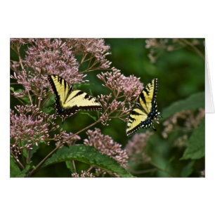 TigerSwallowtail fjärilar på det Joe Pye ogräse Hälsningskort