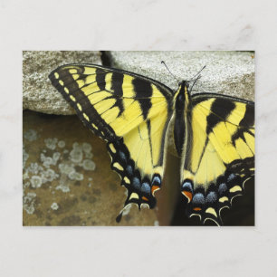 TigerSwallowtail vykort