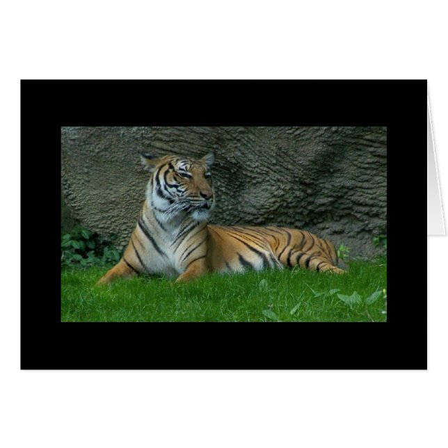 Tigertassar OBS Kort (Framsidan Horizontal)