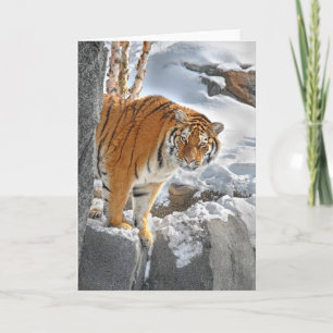 Tigertitt Kort