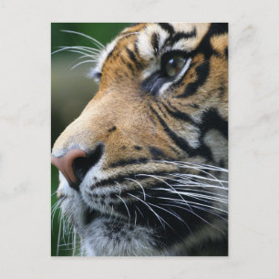 Tigertjock postkort vykort
