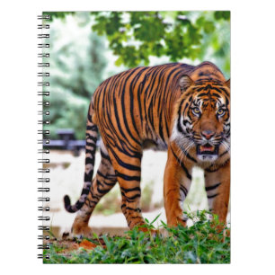tigertryck katt anpassa personlig årsdagar anteckningsbok med spiral