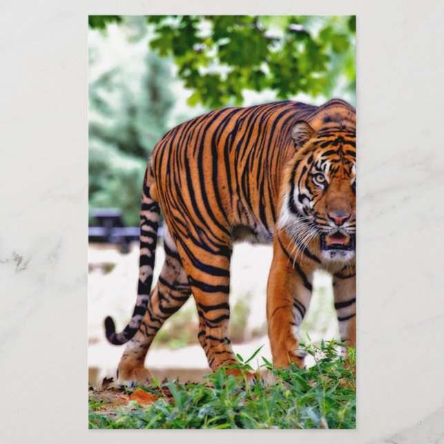 tigertryck katt anpassa personlig årsdagar brevpapper (Framsida)