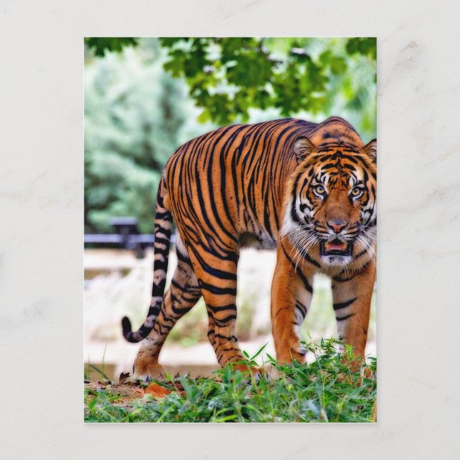 tigertryck katt anpassa personlig årsdagar vykort (Framsida)