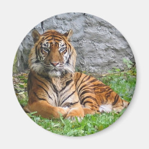 Tigertryck Magnet