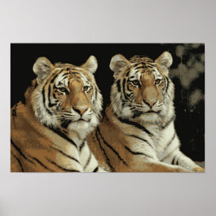 Tigertwillingaraffisch Poster