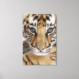 Tigerunge Canvastryck