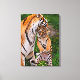 Tigerunge Canvastryck