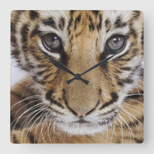 Tigerunge Fyrkantig Klocka