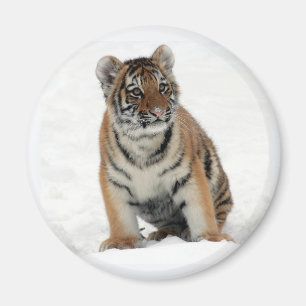 Tigerunge i snö foto magnet