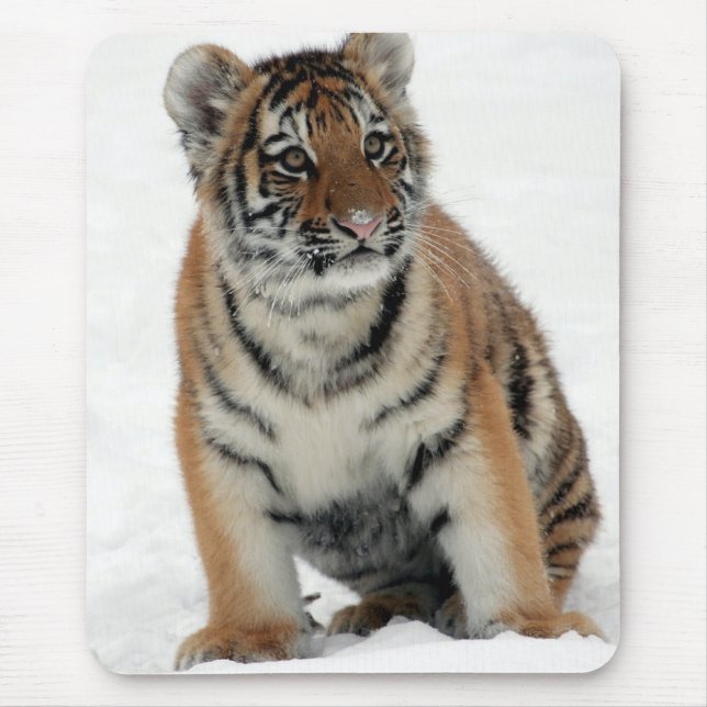 Tigerunge i snö foto musmatta (Framsidan)