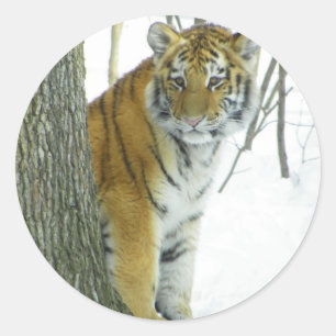 Tigerunge i snö som kikar runt om träd klistermärke